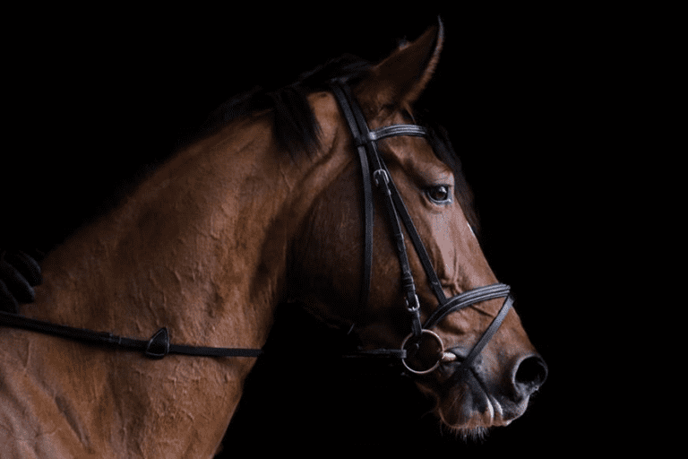 SOS meu cavalo muitas vezes balança a cabeça: problema de comportamento ou há mais do que isso?