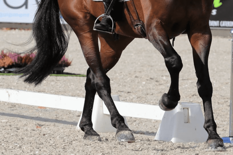 Morreu o cavalo olímpico Solos Carex
