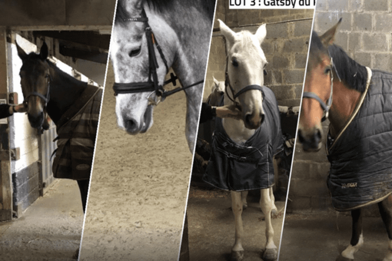 FPS Finance vende quatro cavalos apreendidos