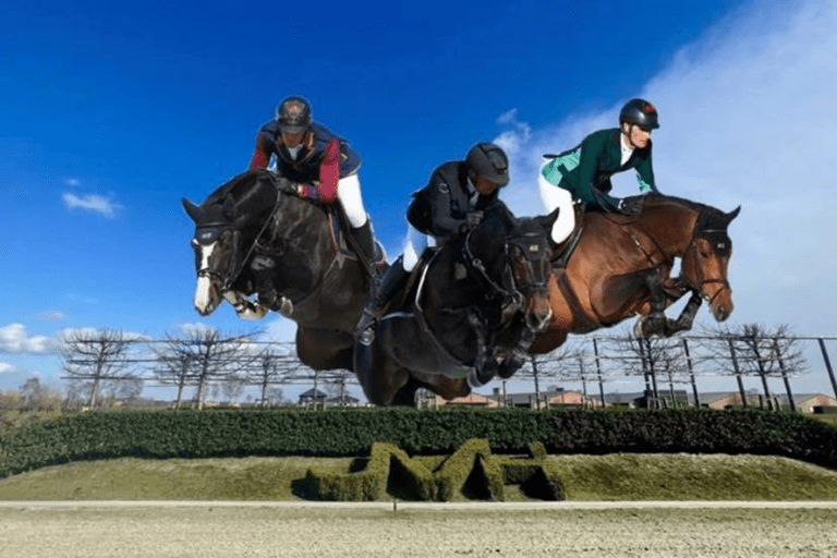 Reprodução recomendada… esta semana a exposição anual de garanhões da JV Horses