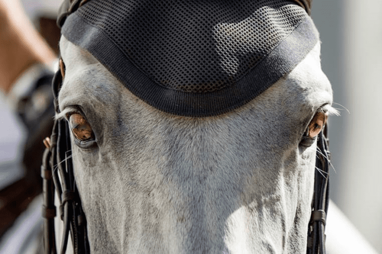 As federações escandinavas pedem à FEI que tome medidas para maior bem-estar dos cavalos (… nas competições)