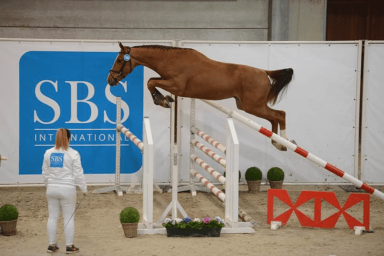 64 garanhões candidatos ao sBs Selection Show 2022!