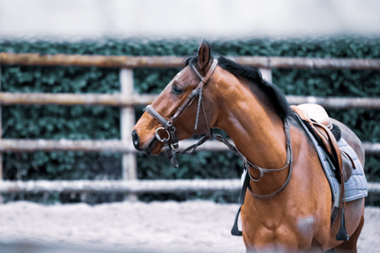 Ministério da Agricultura da Alemanha apoia pesquisa sobre treinamento de cavalos jovens