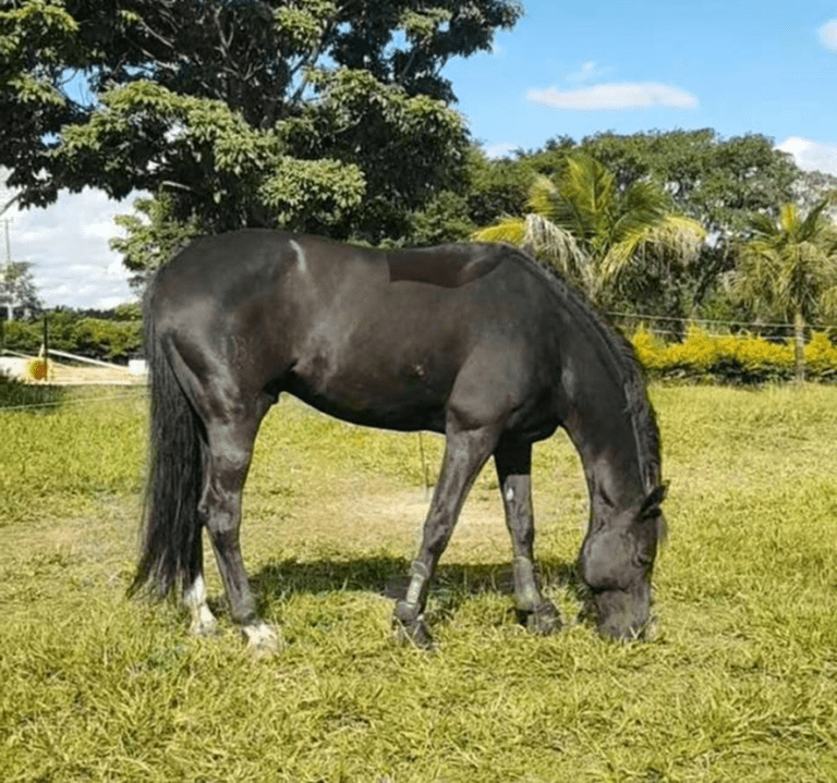Brasileiro de Hipismo Congo Itapuã se retira das competições