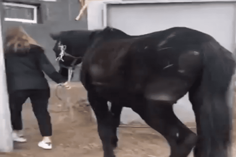 Tratador salva 14 cavalos da adestradora Iryna Sorokas do pesadelo na Ucrânia