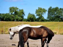 Você sabia que existem games equestres? - Canal do Hipismo