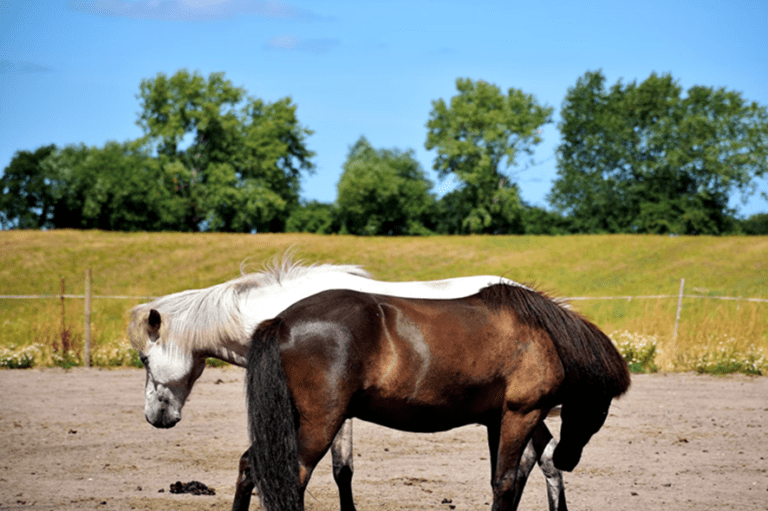 Você deve dar férias ao seu cavalo?