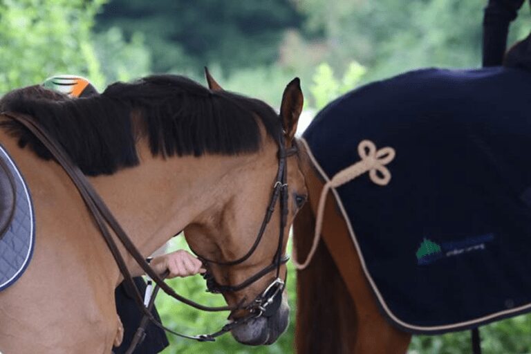 Gerard Arkema: “Devemos focar mais no monitoramento para manter o bem-estar dos cavalos…”