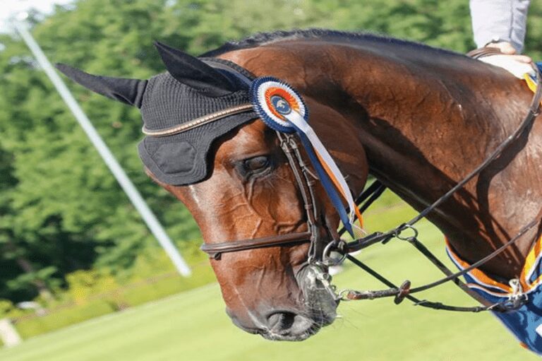 Angelos Touloupis lidera o Campeonato Mundial para cavalos de seis anos em Lanaken