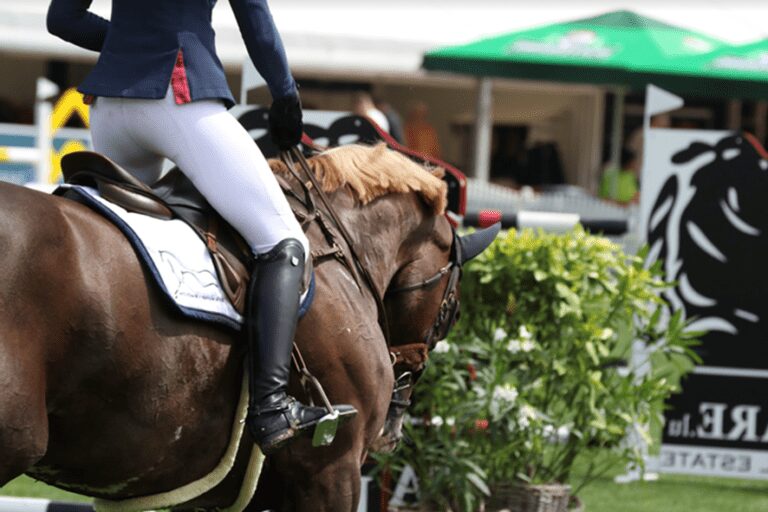 BWP’er Oh My Star van Strijtem brilha no WEF Wellington