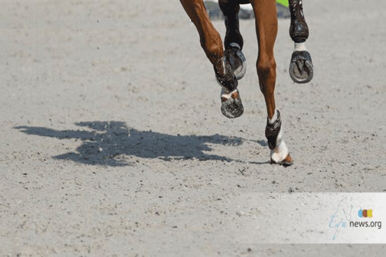 Federação Equestre da Arábia Saudita continua investindo com a compra de Ib Ventago