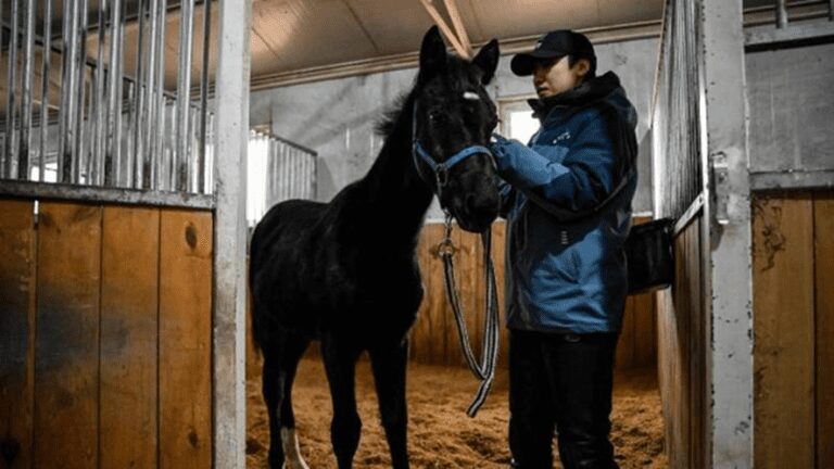 China investe em clonagem de cavalos para entrar em mercado de esportes equestres