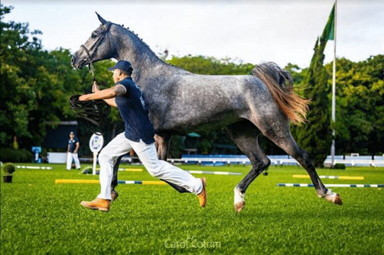 O cavalo Brasileiro de hipismo e suas características genéticas. Você saberia reconhecer a raça?