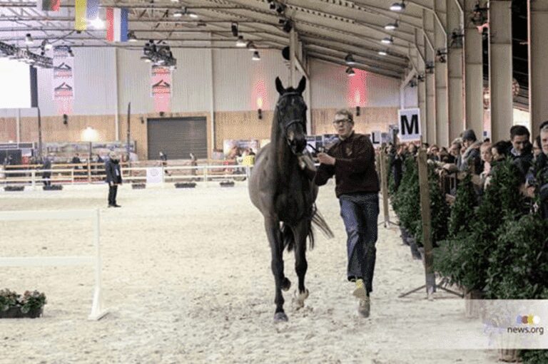 Competição belga de garanhões na segunda rodada atrai 198 garanhões para Winterjumping