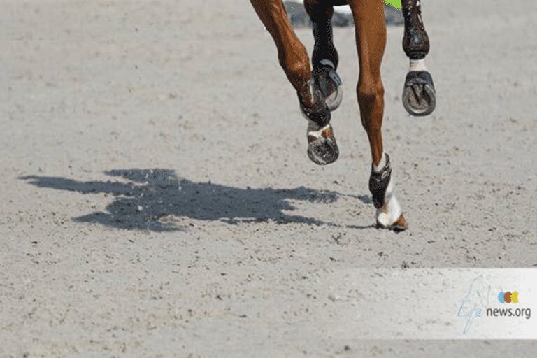 Assim você evita que seu cavalo perca o ferro. “Não apenas o ferrador, mas também o cavaleiro devem manter o casco regularmente…”