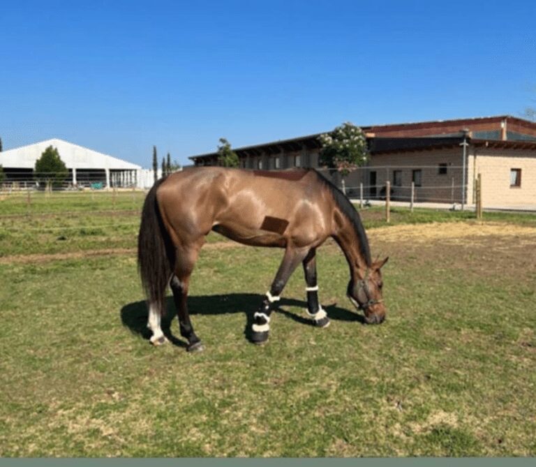 Chevaux Primavera Montana Imperio Egipcio em estreia na Itália