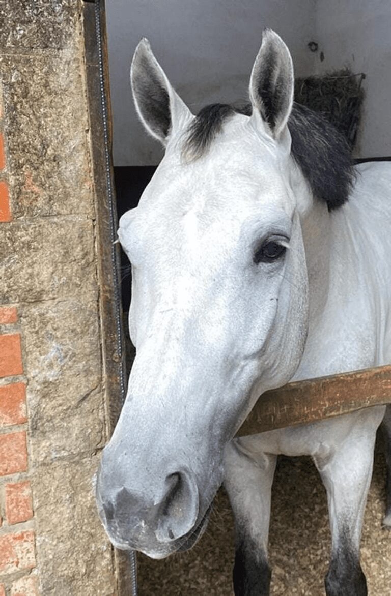 BH “Kronos Josilmar” é adquirido por A&M Sport Horses e seguirá para a Europa