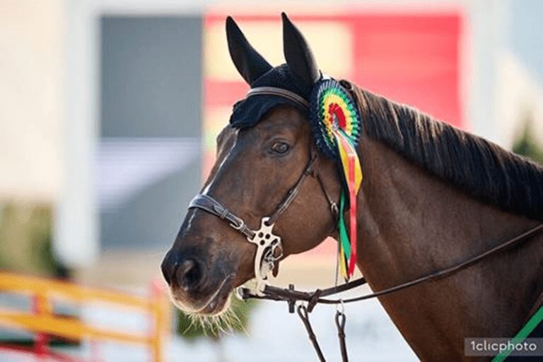 Todos os vencedores do GP de CSI2* e CSI3* do fim de semana!