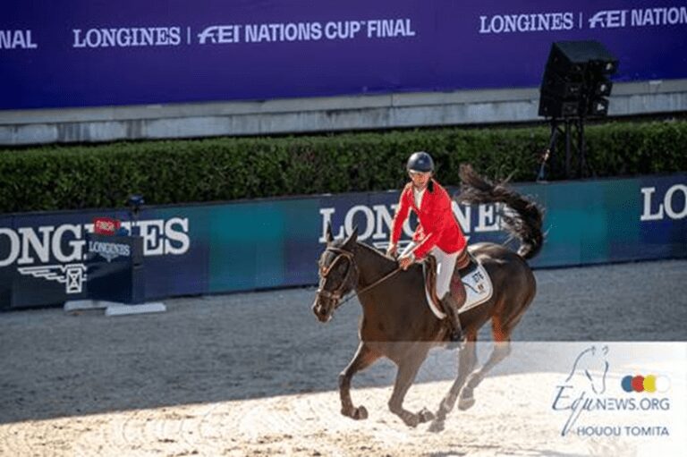 QI de Het Steentje, o cavalo do ano na Bélgica! “Ele é simplesmente melhor do que qualquer outra pessoa!”
