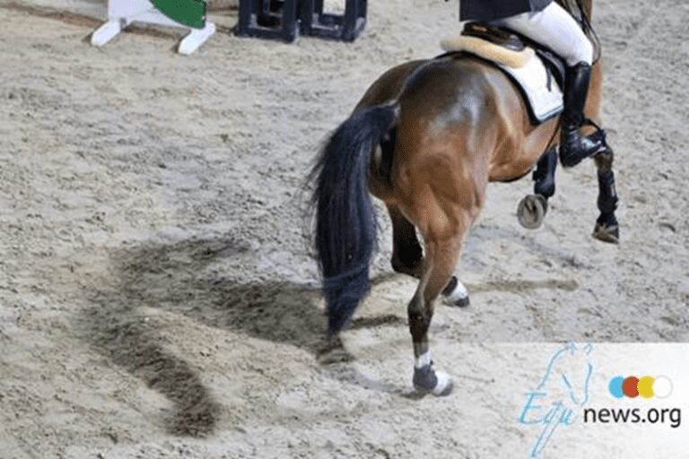 A Itália reconhece oficialmente os cavalos como atletas! “Também devemos proteger legalmente o cavalo!”