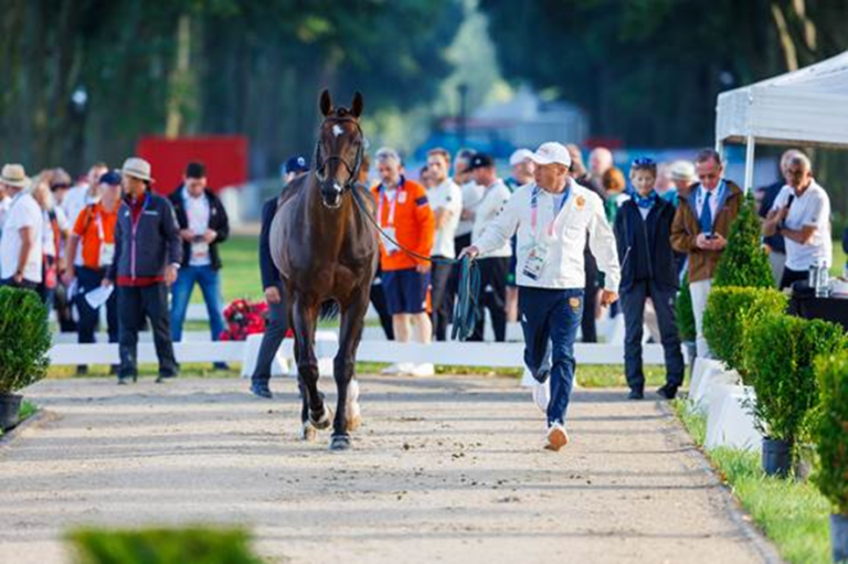 Apenas um cavalo foi retido na verificação veterinária para qualificação individual