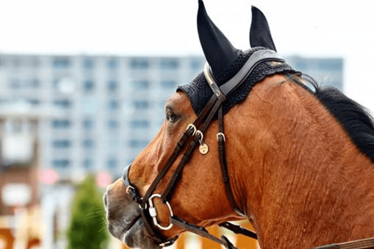 Bruno Chimirri garante vitória italiana na classe de classificação CSI4* em Cagliari