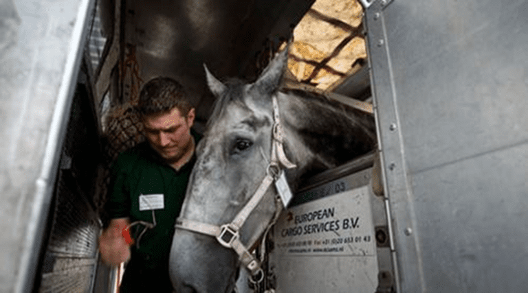 CBH e MAPA se unem para otimizar trânsito animal e facilitar fronteiras